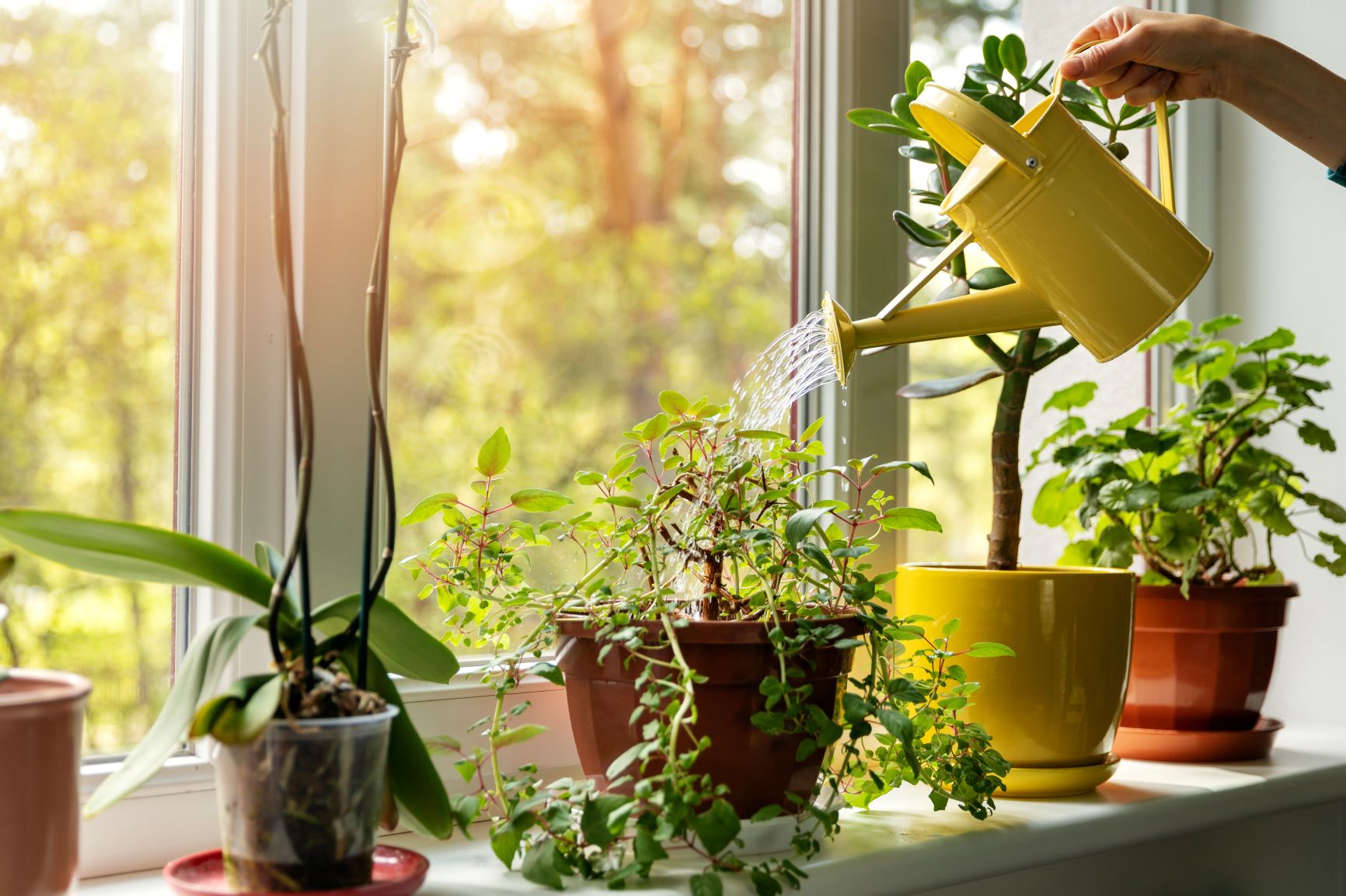 Tre gode råd til at holde planterne i live i din lejebolig